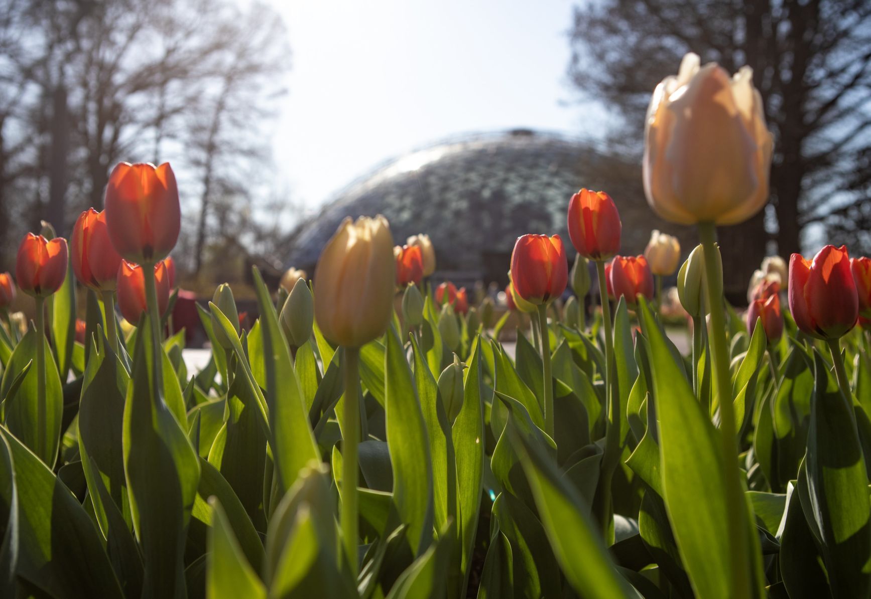 Tulips pop up at the Missouri Botanical Garden